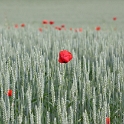 Coquelicot a Clarens - 010